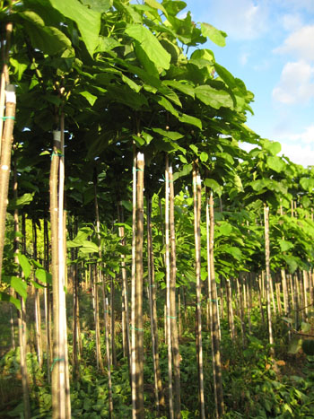 Catalpa nana